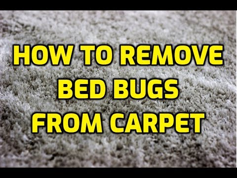 How To Remove Bed Bugs From Carpet