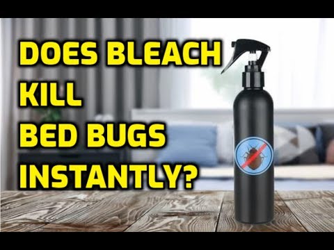 Does Bleach Kill Bed Bugs Instantly?