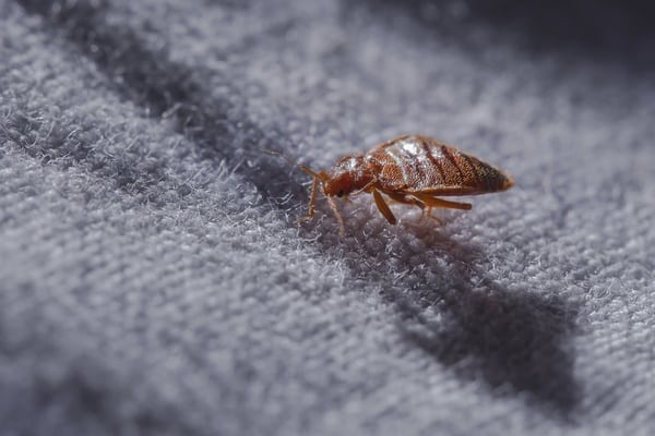 Can Bed Bugs Lay Dormant In Furniture Furniture Walls 