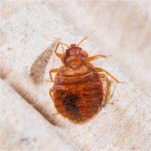 How Long Can Bed Bugs Live in a Sealed Plastic Bag?