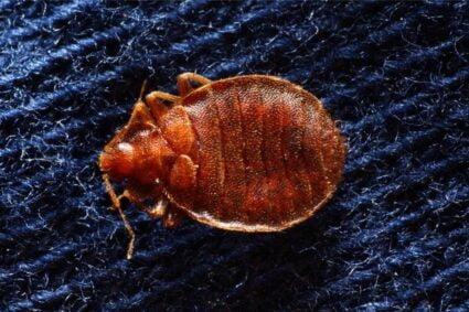 How can I tell if we have bed bugs
