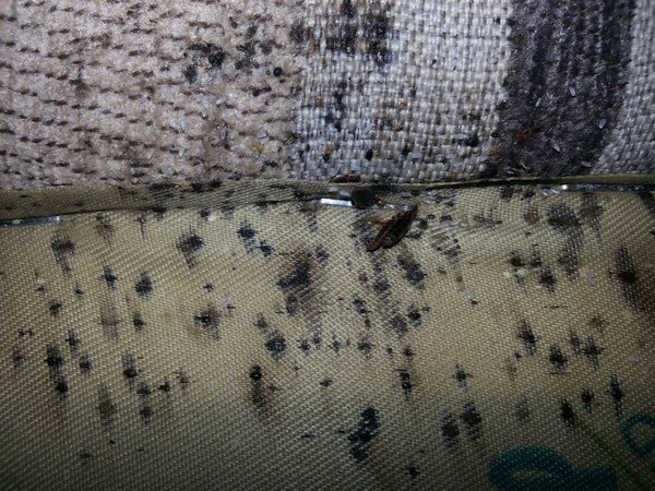 How to Make Bed Bugs Come Out of Hiding — Bed Bugs Insider