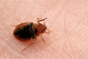 How to Tell if You Have Bed Bugs Early