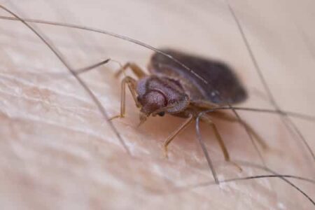 Is Tea Tree Oil Good for Getting Rid of Bed Bugs?