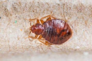 get rid of bed bugs