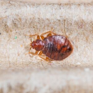 Natural Remedies to Get Rid of Bed Bugs Permanently