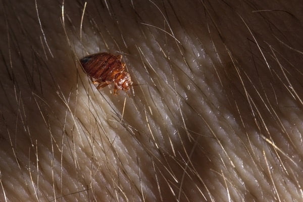 How To Get Bed Bugs Out Of Carpet Insider How To Get Bed Bugs Out Of Carpet Insider