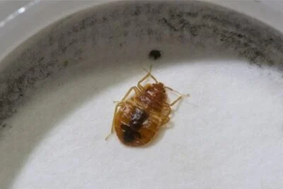 how do I check for bed bugs at home?