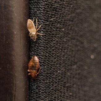 what are the chances of bed bugs coming back?