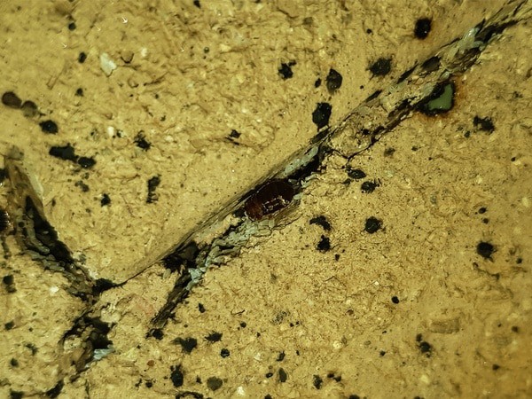 How to Make Bed Bugs Come Out of Hiding — Bed Bugs Insider