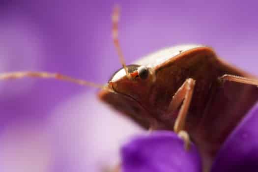 do bed bugs jump from person to person?