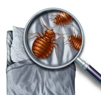 Does Lavender Repel Bed Bugs?