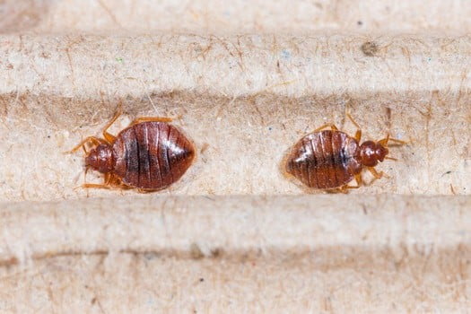 Things that attract bed bugs