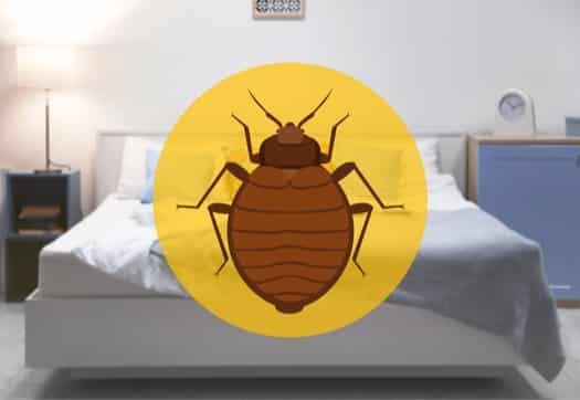 why do bed bugs come into your home?