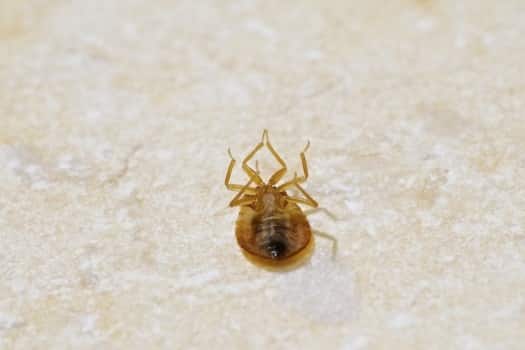 are bed bugs attracted to semen?