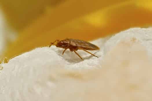 Can Bed Bugs Climb Walls Insider - Can Bed Bugs Go Through Walls