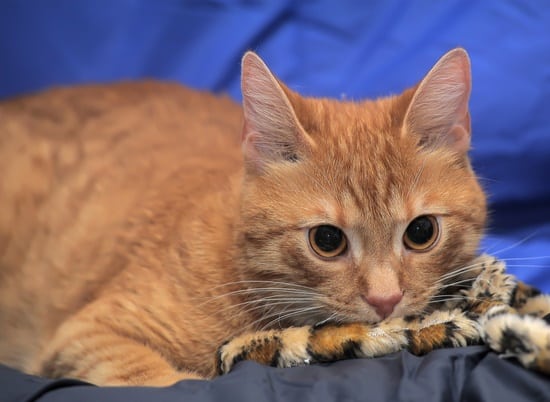 How to Get Rid of Bed Bugs on Cats — Bed Bugs Insider