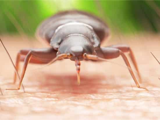 Why Am I Still Itching After Bed Bugs Are Gone? — Bed Bugs ...