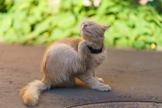 How to Get Rid of Bed Bugs on Cats — Bed Bugs Insider