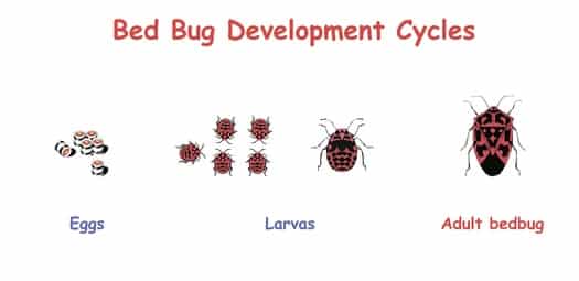 bed bug life cycle timeline