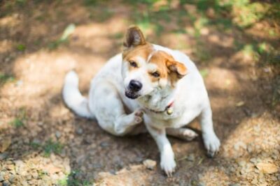 can bed bugs live on dogs?