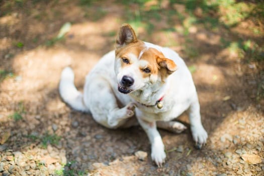 Can Dogs Carry Bed Bugs From One House To Another 
