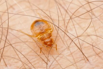 can you see bed bugs with the naked eye?