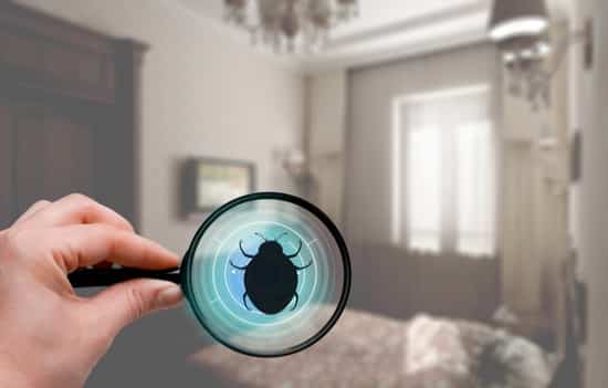 What Do Bed Bugs Eat Other Than Blood Bed Bugs Insider