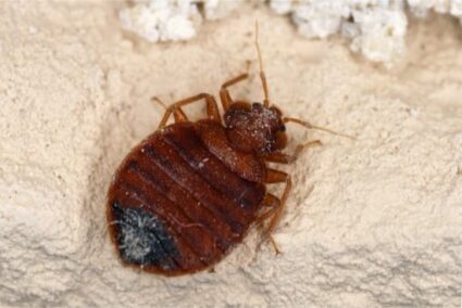 How To Identify A Bed Bug Correctly Bed Bugs Insider
