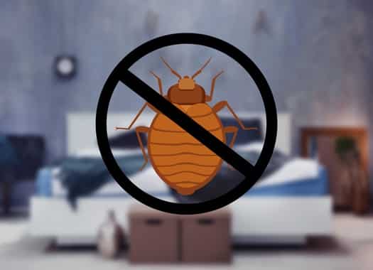how to prevent bed bugs coming home with you