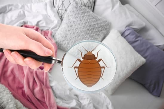 most effective bed bug spray for mattresses