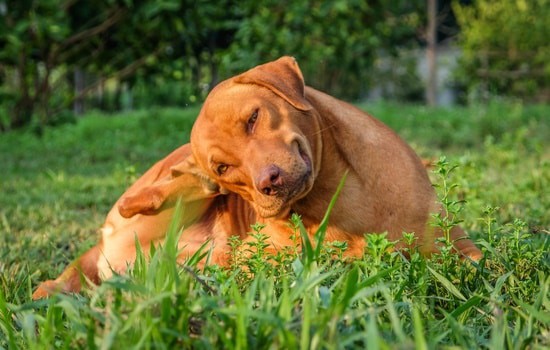 can-dogs-carry-bed-bugs-from-one-house-to-another