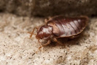 what do bed bugs eat and drink?