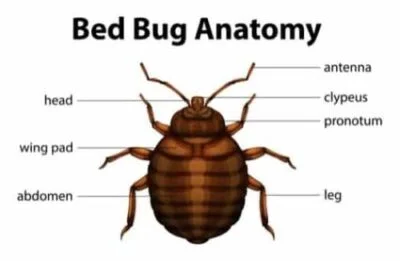 what does a bed bug look like?