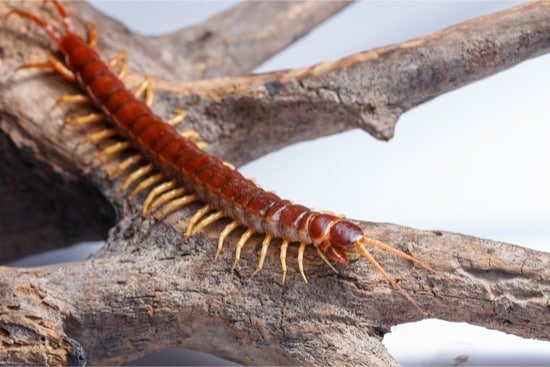 Do Centipedes Eat Bed Bugs?