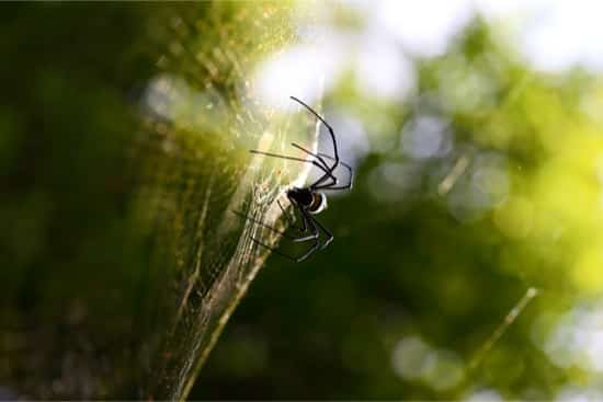 Do Spiders Eat Bed Bugs?