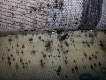 What Does Bed Bug Poop Look Like?