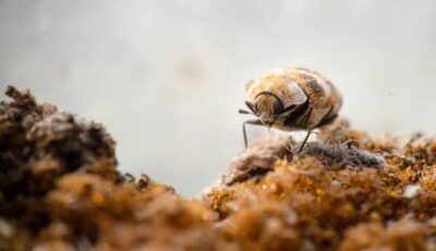 bed bugs vs. carpet beetles