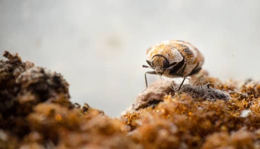 How To Tell The Difference Between Bed Bugs And Carpet Beetles