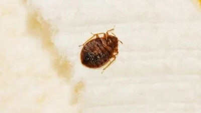 do bed bugs pop when you squeeze them?