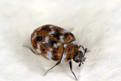 do carpet beetles live in beds?