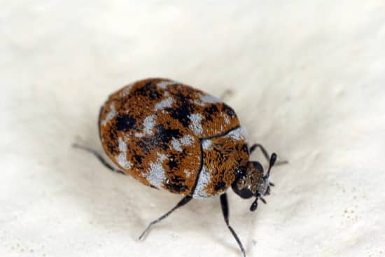 How to Tell the Difference between Bed Bugs and Carpet Beetles