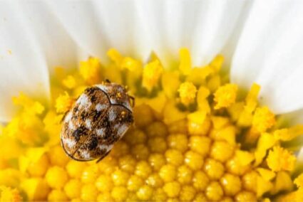 how to get rid of carpet beetles