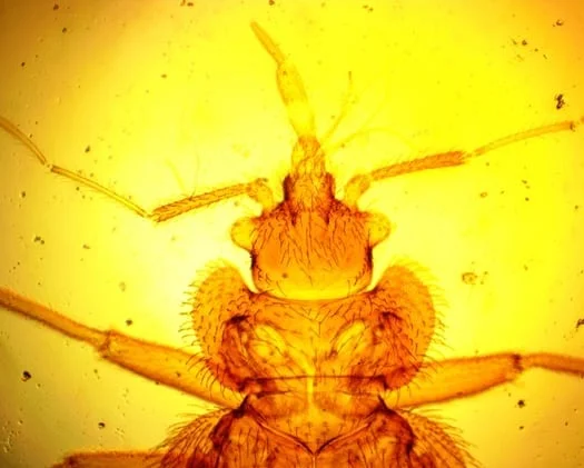 Do Bed Bugs Make Noise?