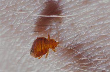 How Bed Bugs Reproduce