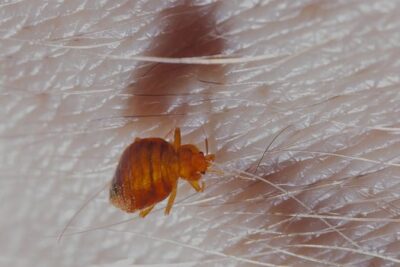 How Bed Bugs Reproduce