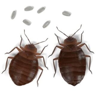 How quickly do bed bugs reproduce