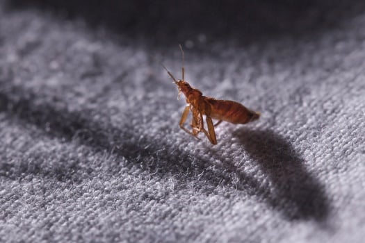 What Do Bed Bugs Smell Like?