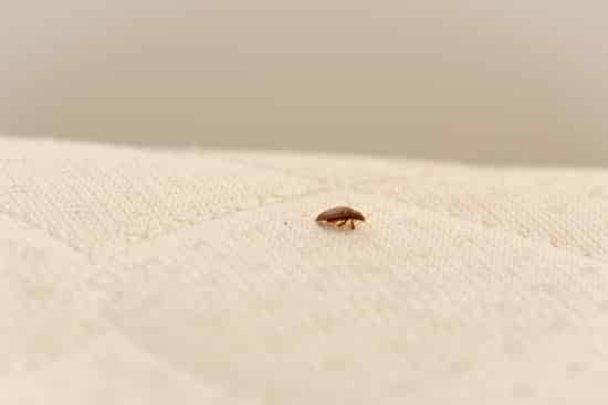 Will Heat Treatment Kill Bed Bugs Bed Bugs Insider