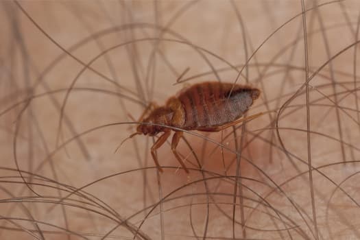 how big are bed bugs when they start biting?